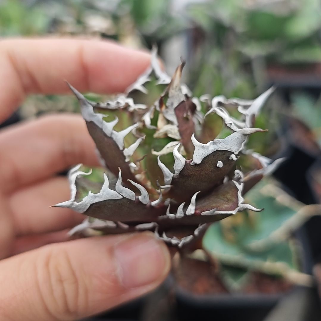 红猫仁王冠龙舌兰顶芽