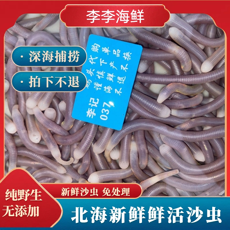 （新鲜沙虫） 北海新鲜野生 沙虫 鲜活现杀去内脏 速冻发货