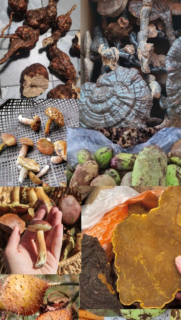 【小七甄选山货】2号山货【代替链接】所见即所得