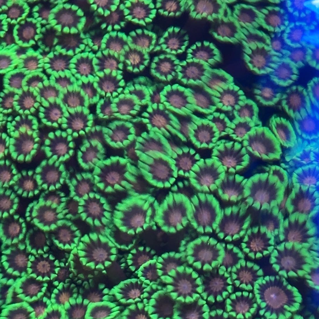 海缸海葵造景草皮