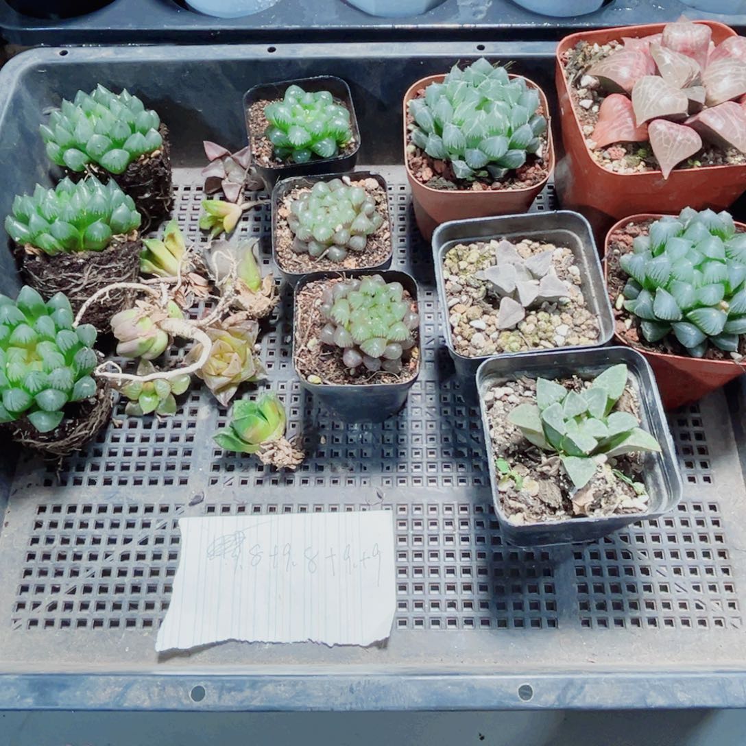 森***一筐漂亮肉肉多肉植物