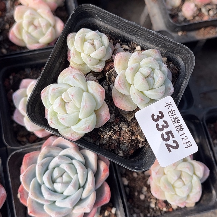 阿雅园艺。     3352