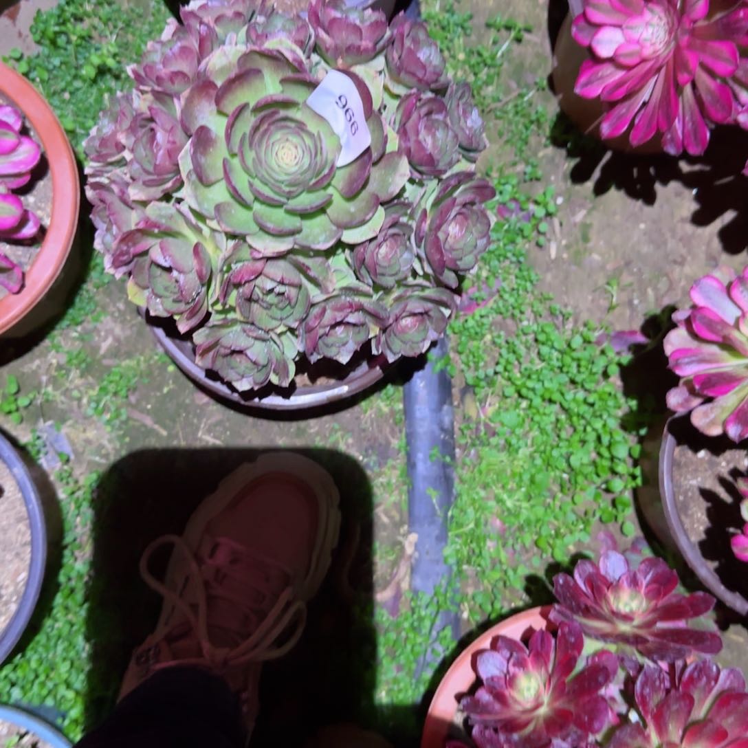 黑魔法师多肉966