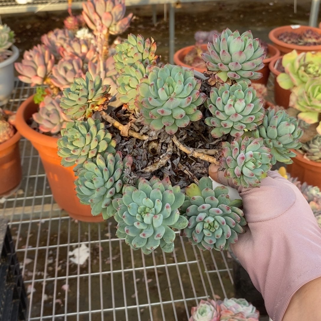 5829蓝苹果一物一拍