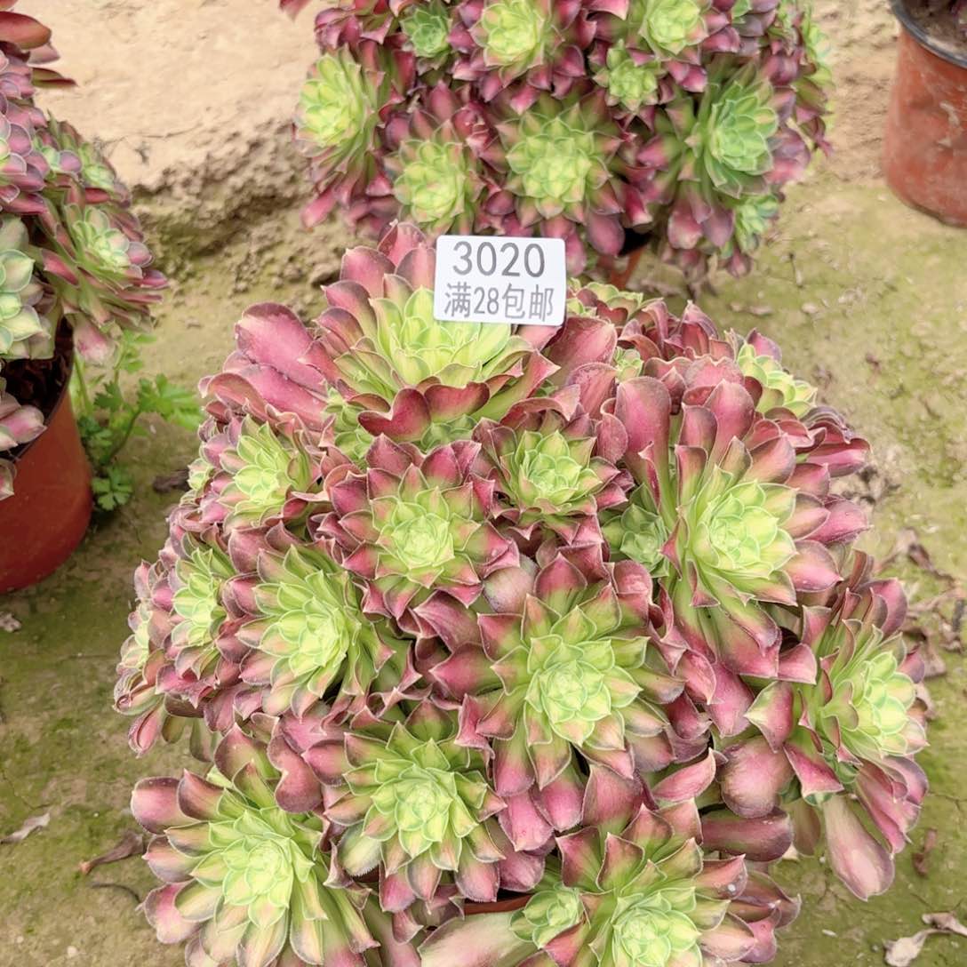 3020韶华多肉111111