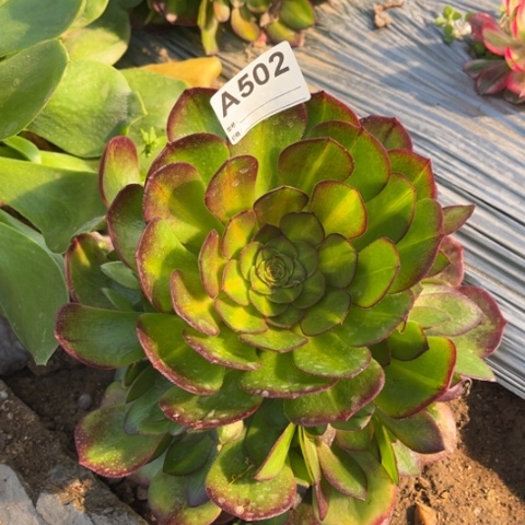 多肉植物抹茶捧花