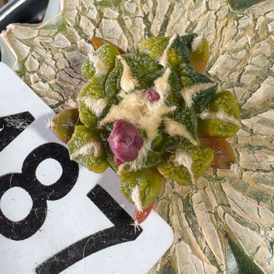 【闪购商品】黑牡丹花锦487