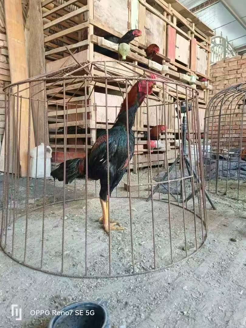 斗鸡公鸡下蛋母鸡中原土炮越南斗鸡肉中原串 包冰率不含冰