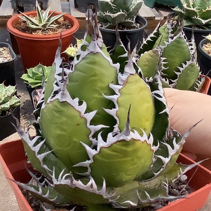 者***景霍利达。                 