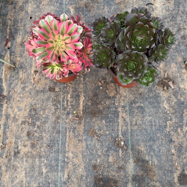 一单包邮不包侧枝8