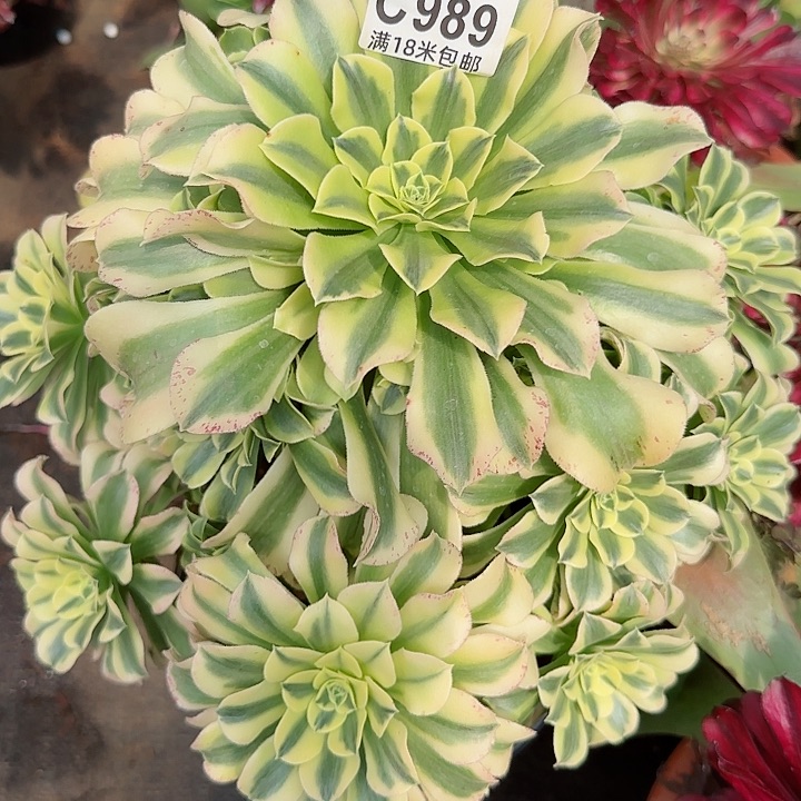 多肉法师绿豆沙捧花