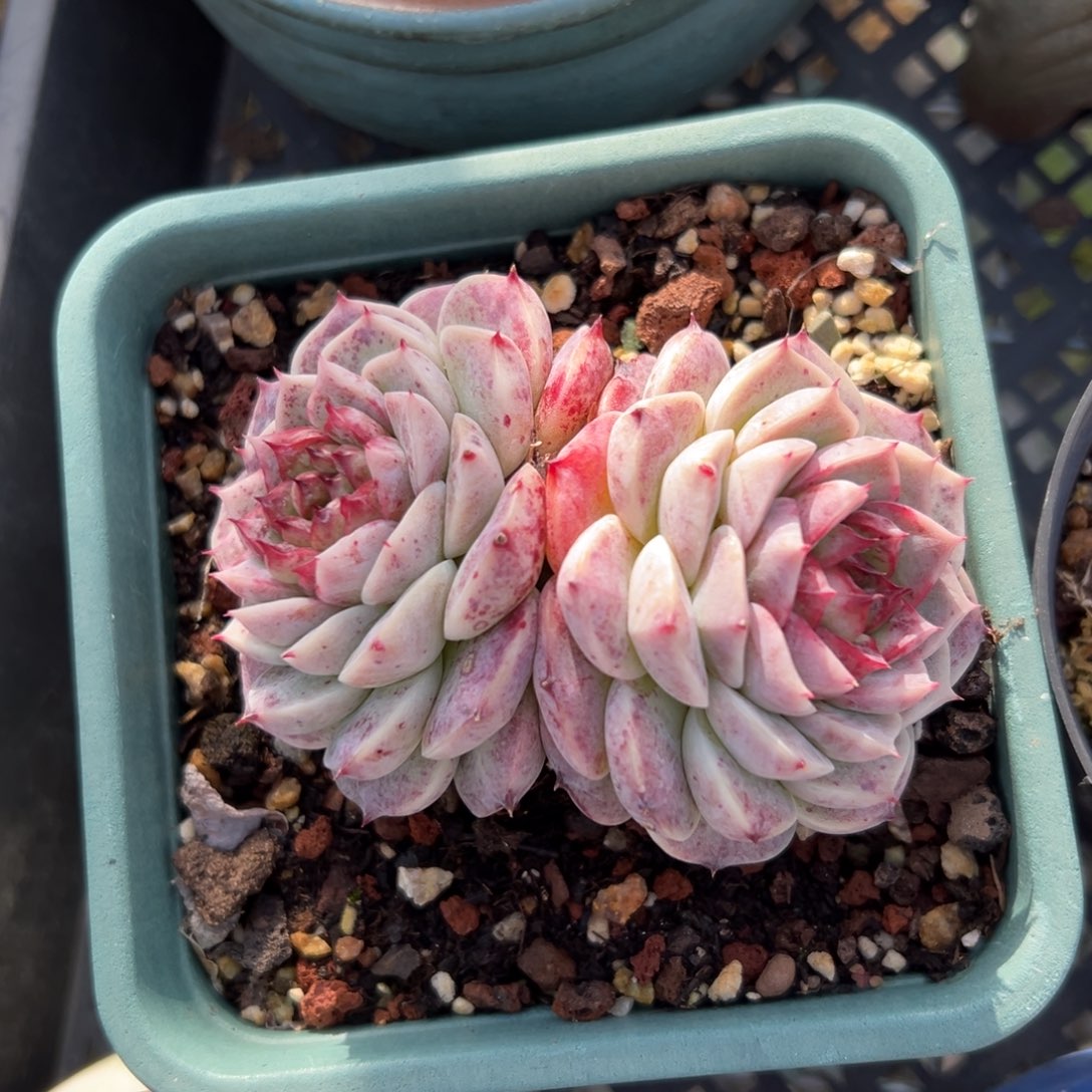 天鹅绒精控多肉一物一拍