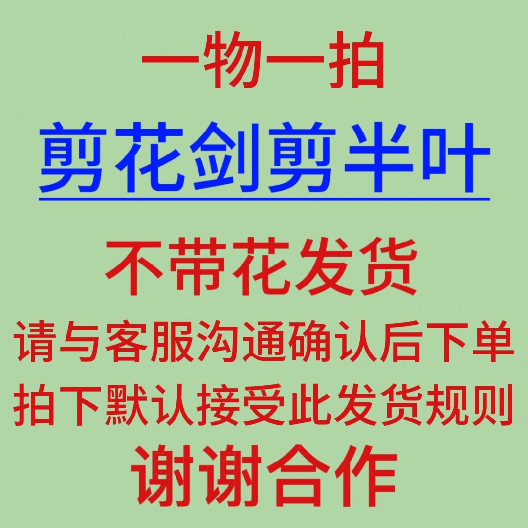 一物一拍随单『空空花卉』自育大美花朱顶红杂交开花球—零下勿拍