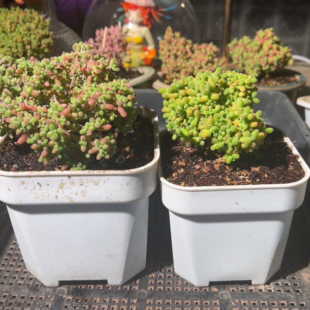 枝干番杏多肉植物863