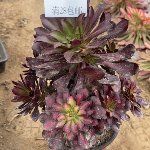 魅力多肉多肉4879