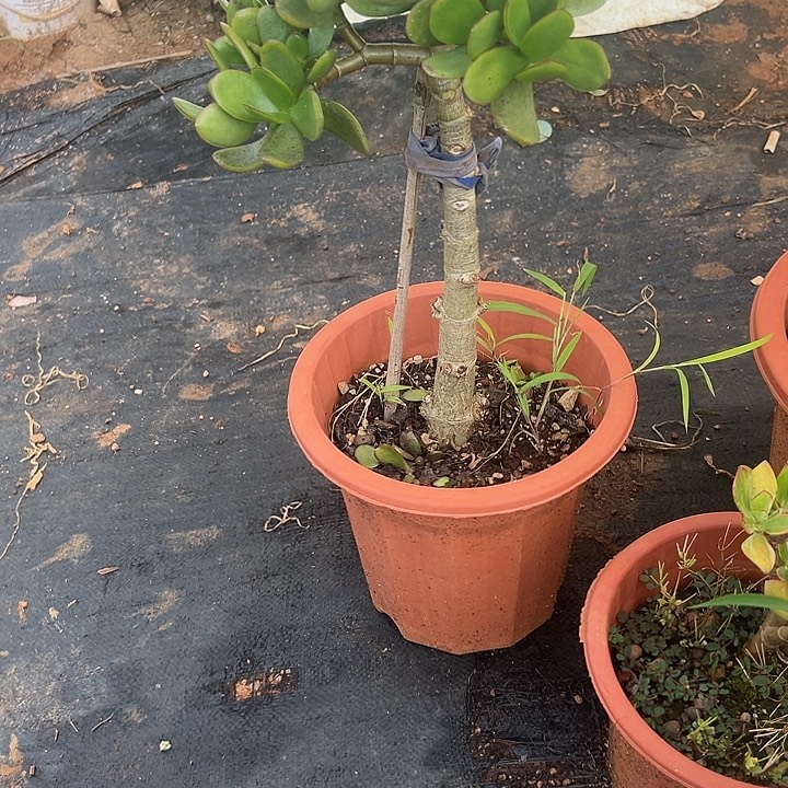 梅****多肉植物实物直播实物119
