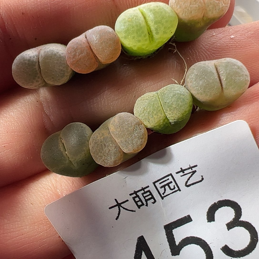 一物一拍。        453