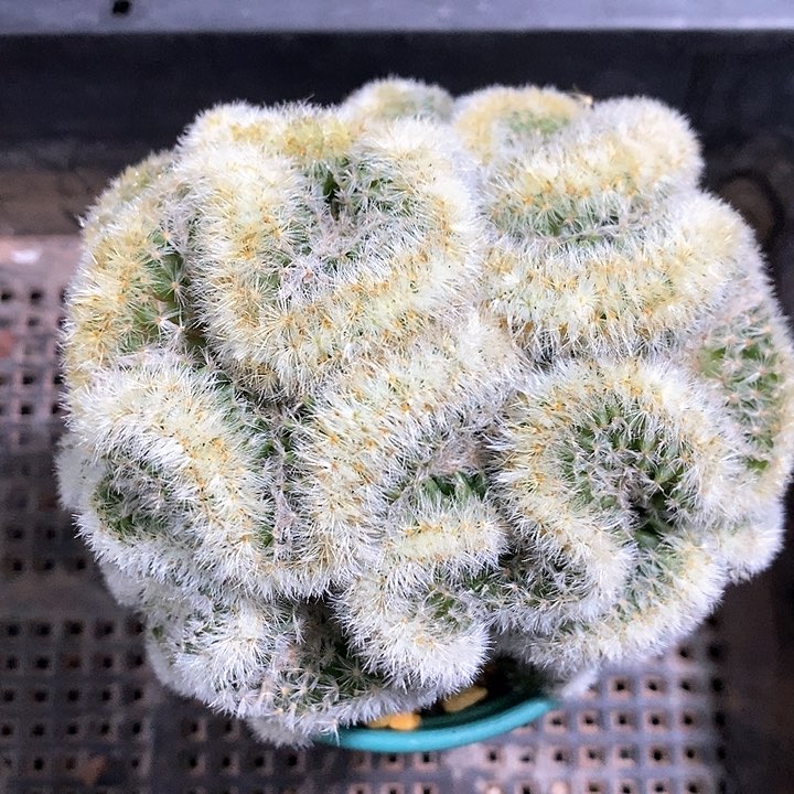 孤品自根嘉文丸盘龙缀10cm