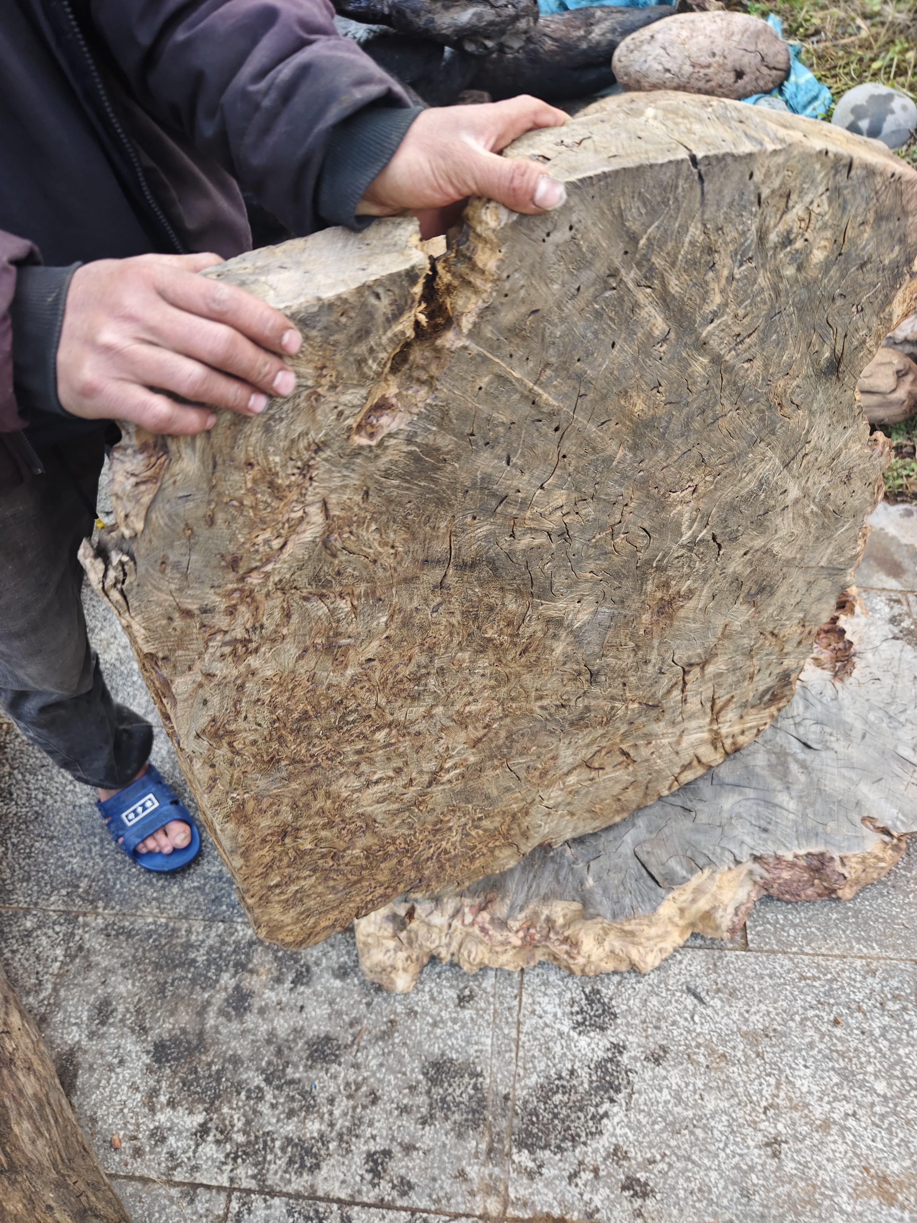 民间使用的分化木