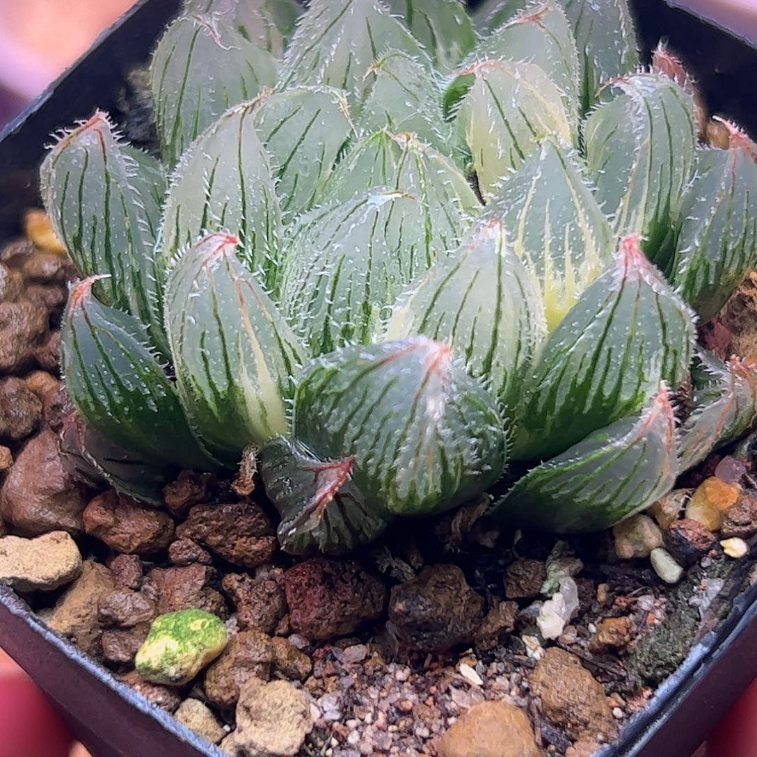 毛玉露锦十二卷多肉