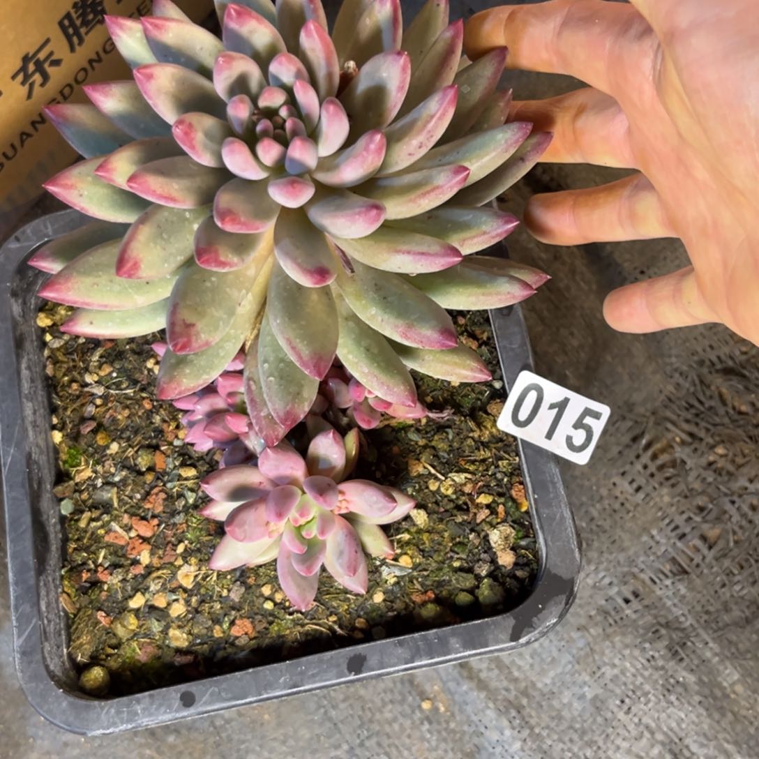 ?*間多肉植物紫体虞15