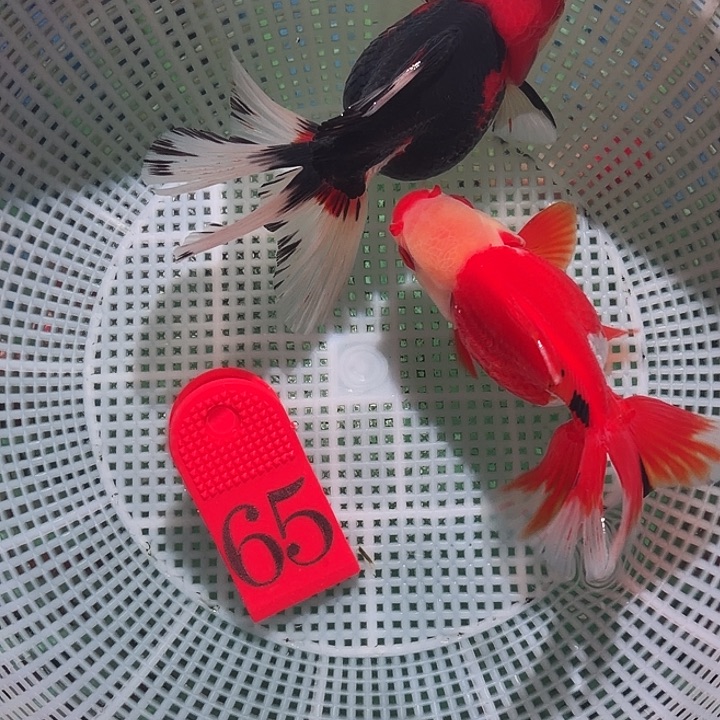 金鱼65号尺寸12区间