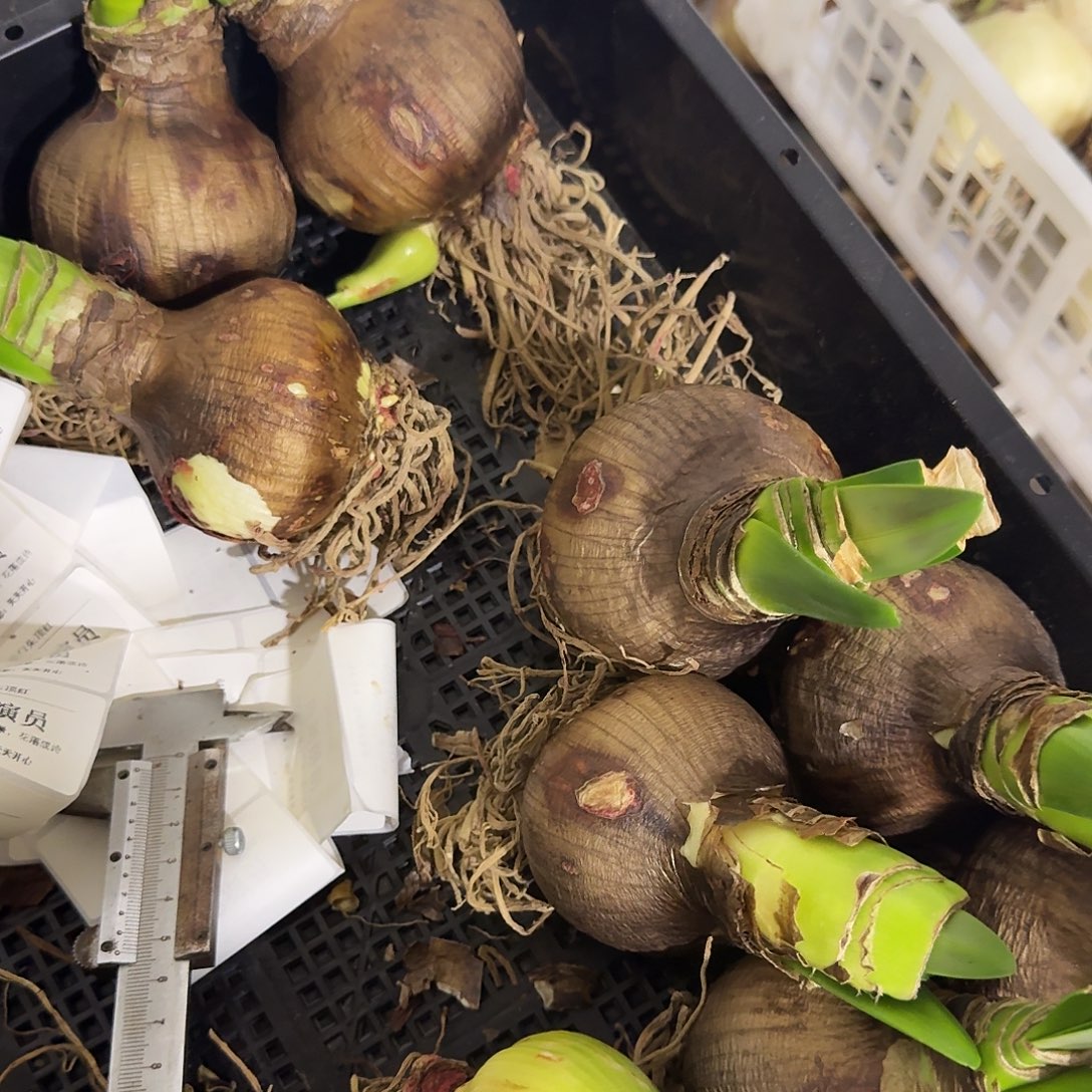 进口滑稽演员长花剑福利球