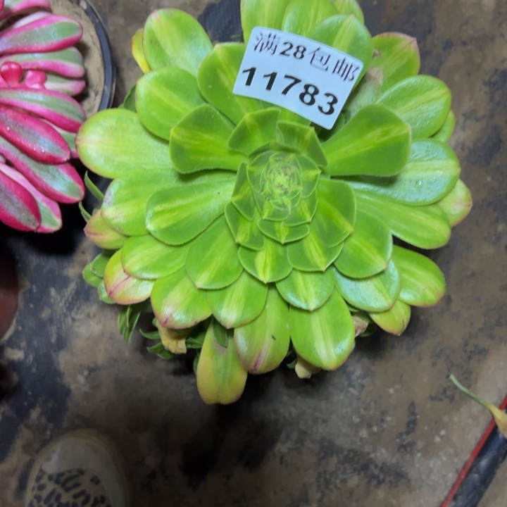 11783南琉璃多肉植物