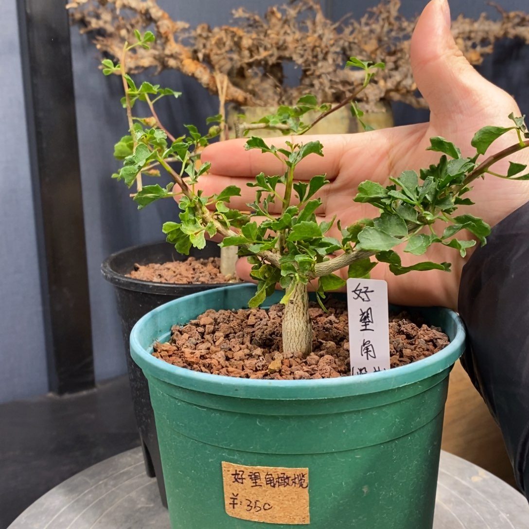 好望角没药实生小苗