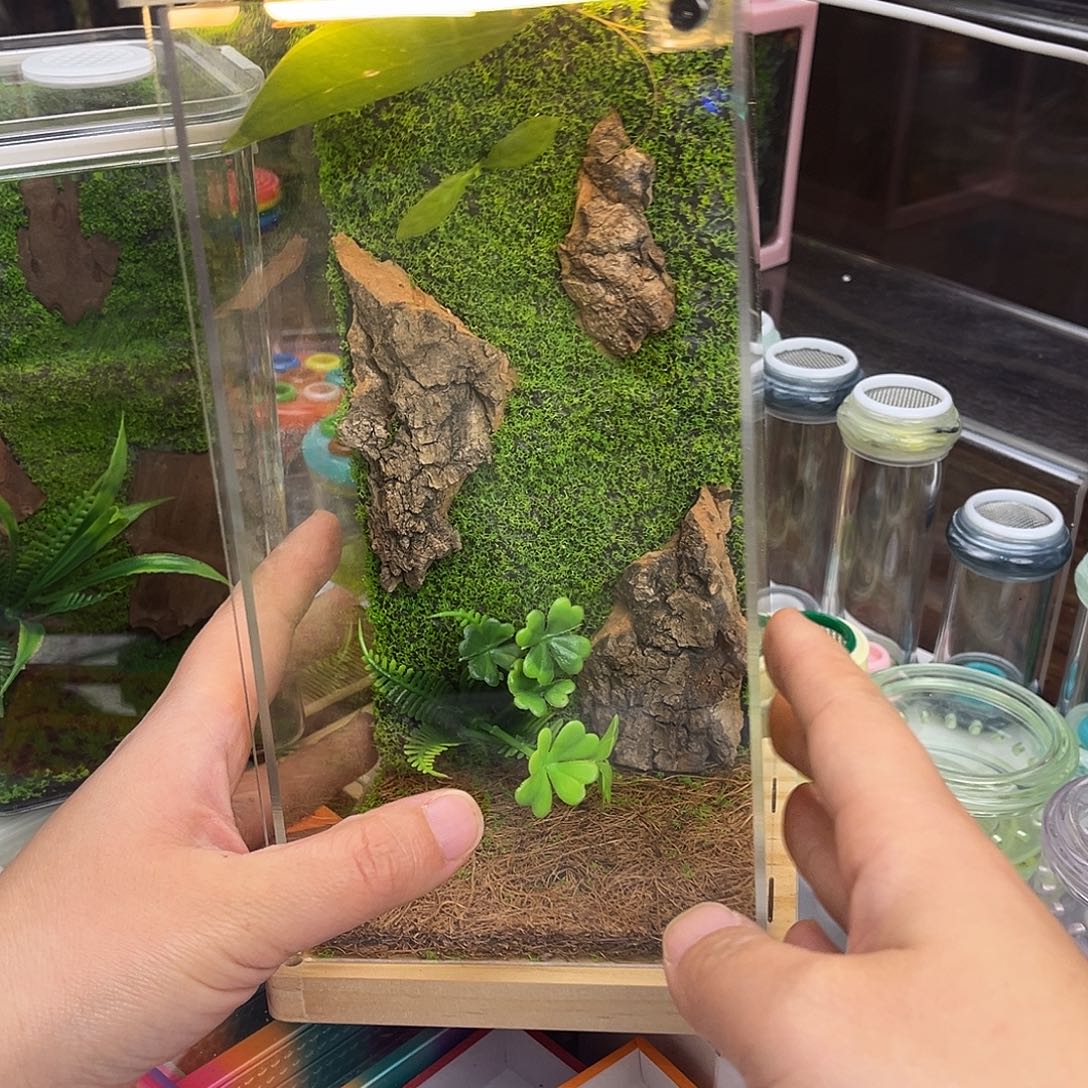 实木插电生态➕素贝