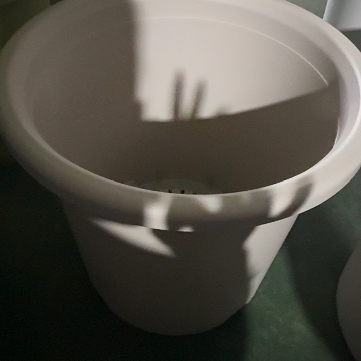 四季8号灰白无托5个特价微瑕