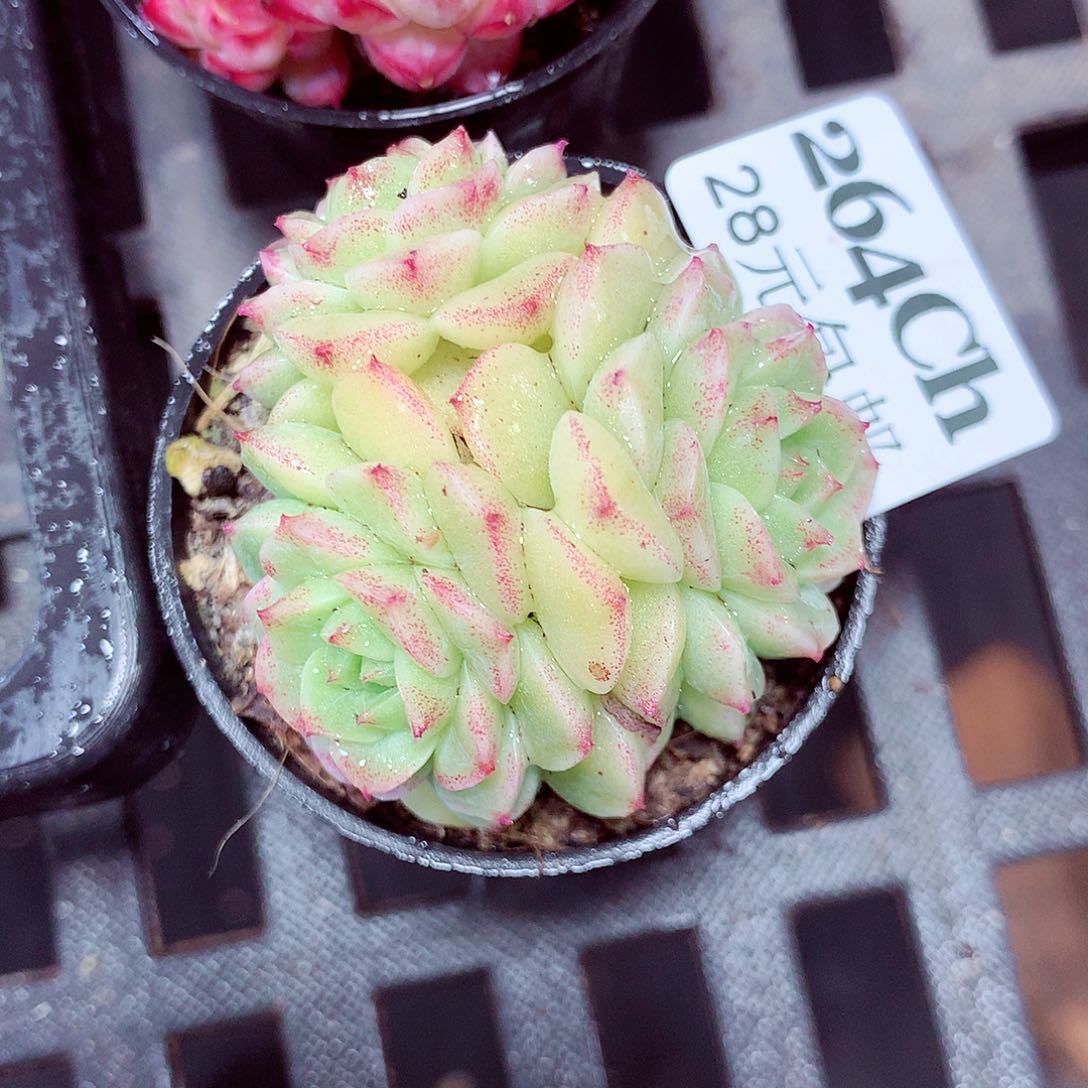 5厘米盆精控多肉264