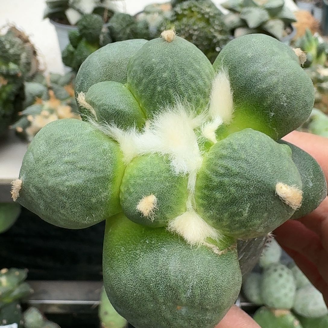 【闪购商品】无花朵大型圆球蛋尤641