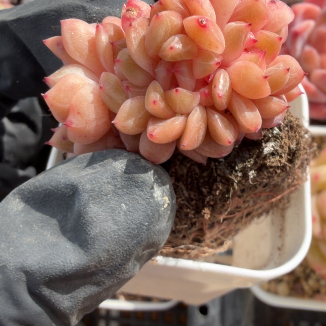 东篱下多肉植物哈哈哈