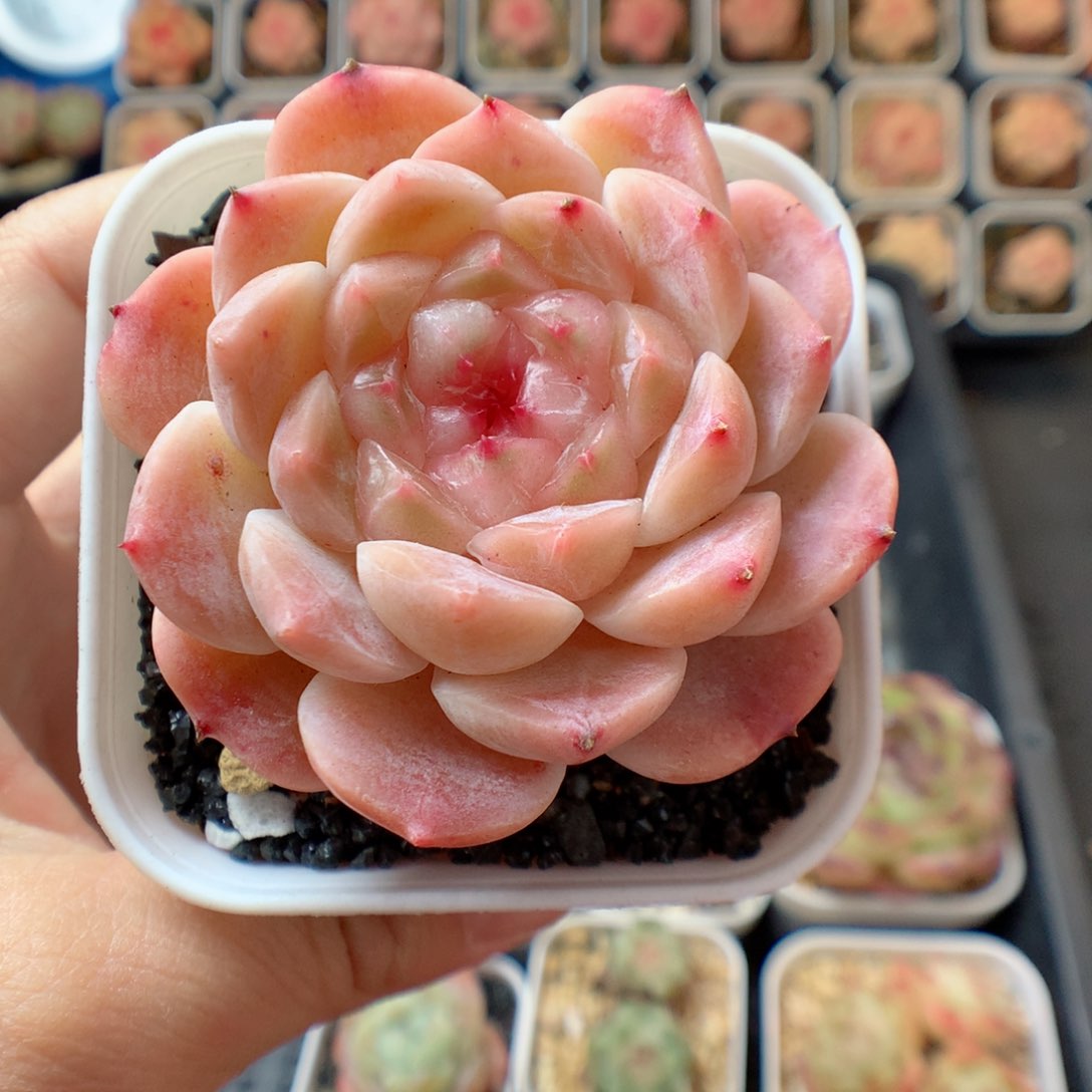 一物一拍精品多肉。 冰魄。42