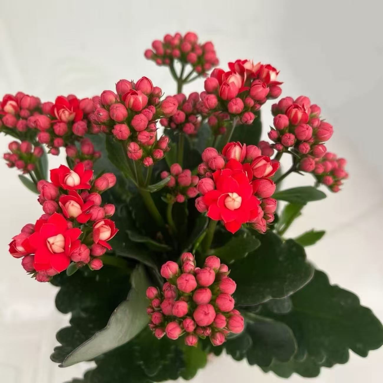 FS130大盆长寿花带花苞盆栽重瓣大花苗四季室内开花好养花卉植物