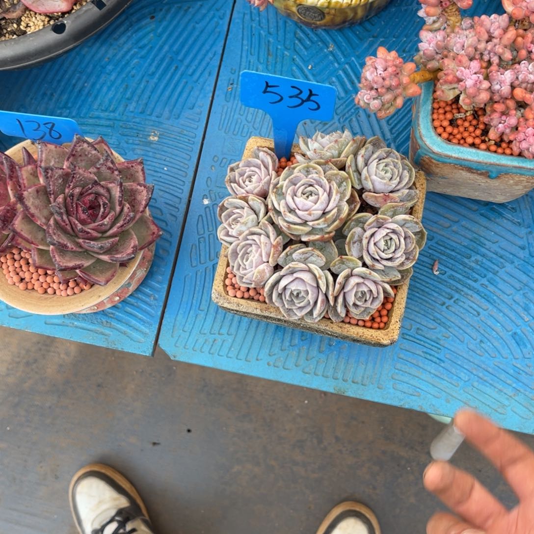 A****y535蓝色惊喜多肉