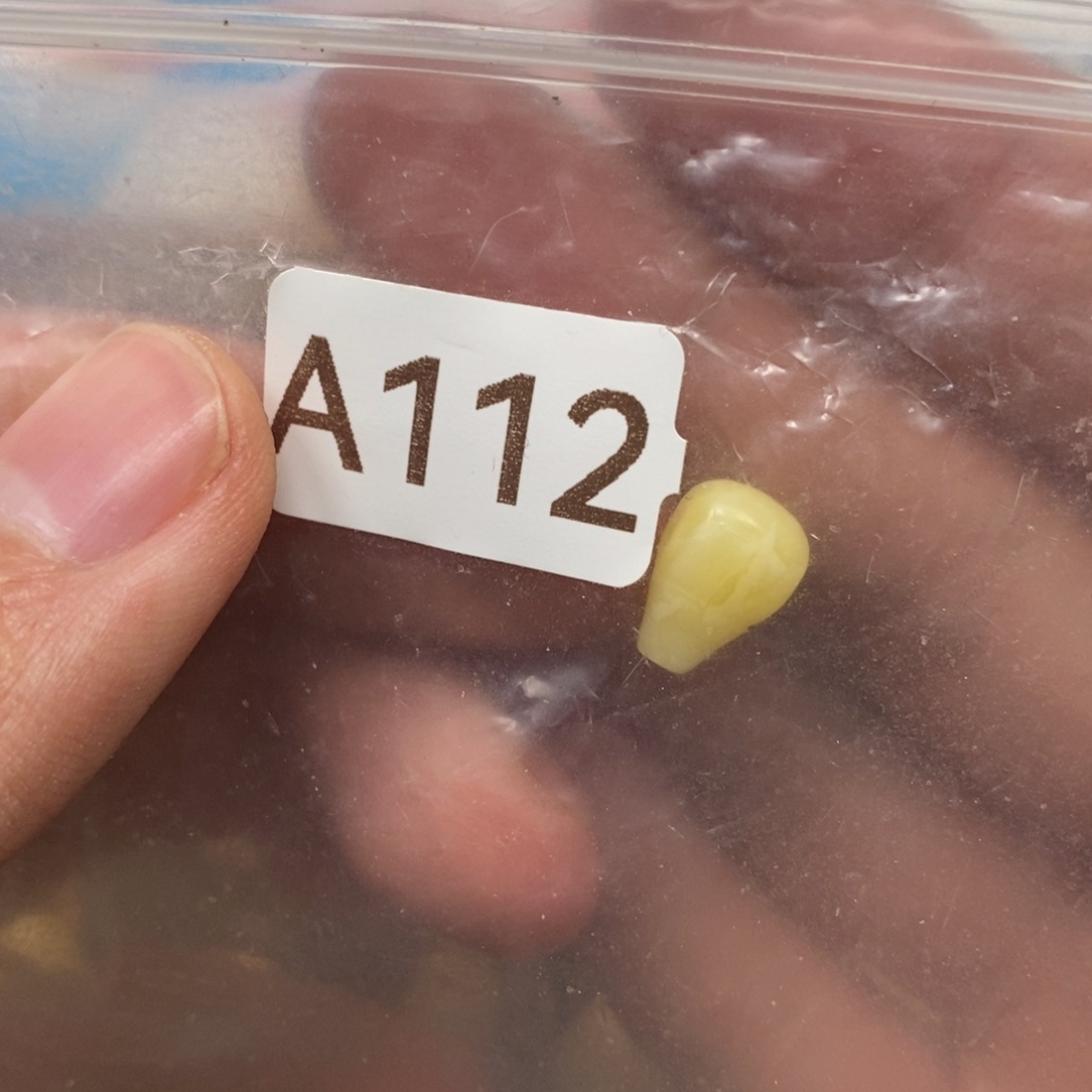 到***了蜜蜡未镶嵌裸石嗯