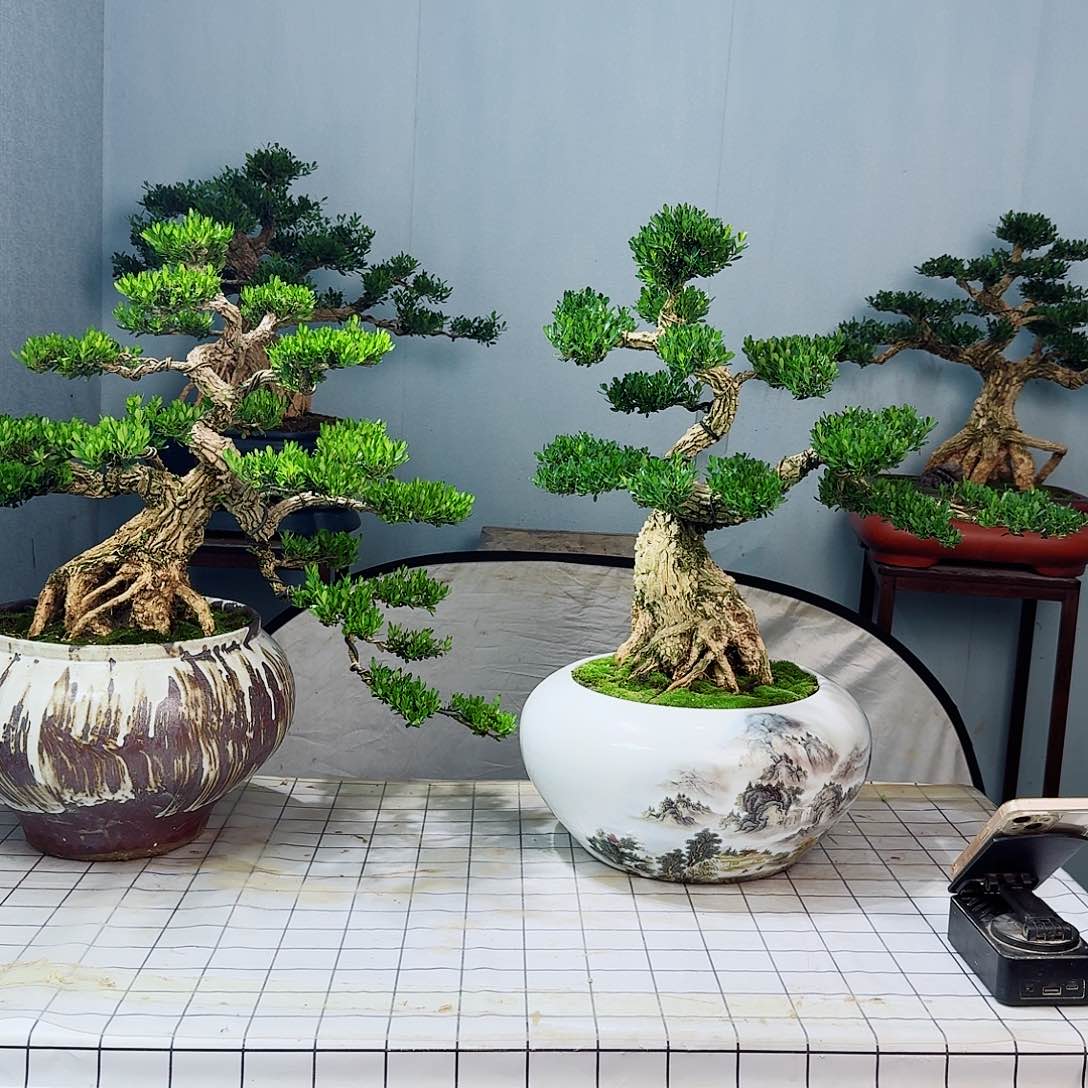 小****8广东皱皮雀舌黄杨