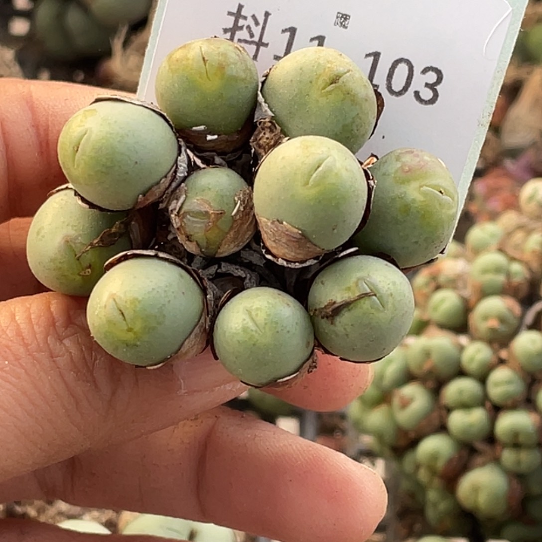 ～***妈11-103肉锥多肉植物