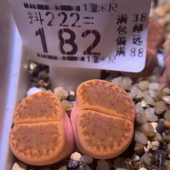 精品生石花222.182