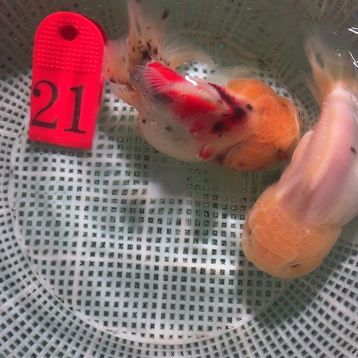 金鱼21号尺寸9-11区间