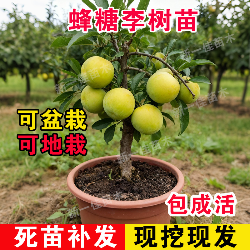 蜂糖李阳台花园种植绿植盆栽