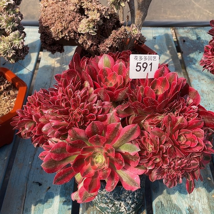 591号粉女巫法师缀花