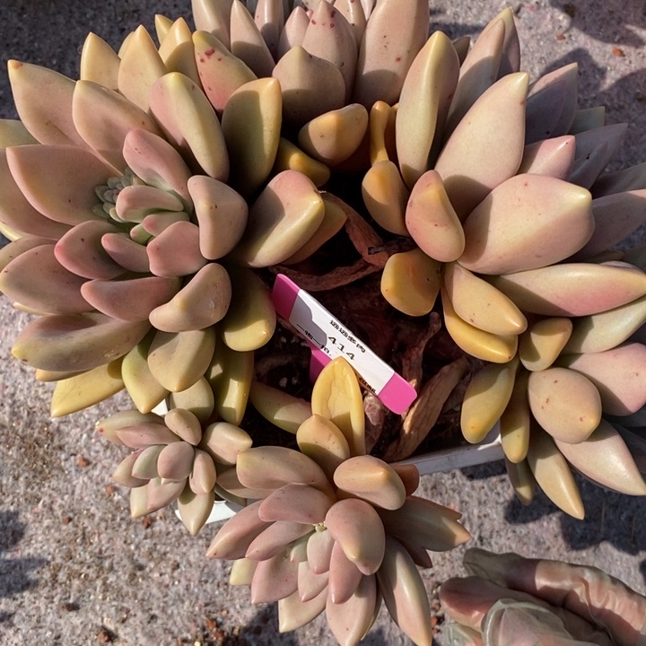 414桃花源肉肉肉肉肉