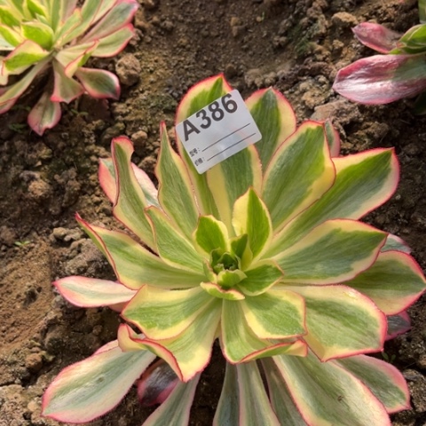 多肉植物魅影捧花