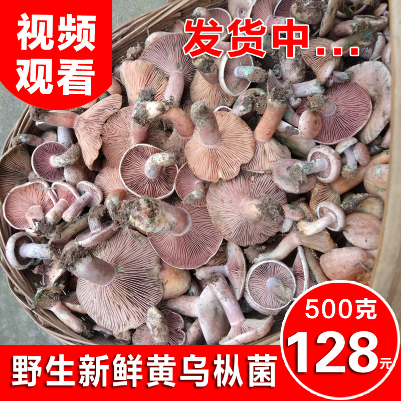 四川高山野生枞树菌谷熟菌铜绿菌松乳菇寒菌雁来菇乌枞松菌