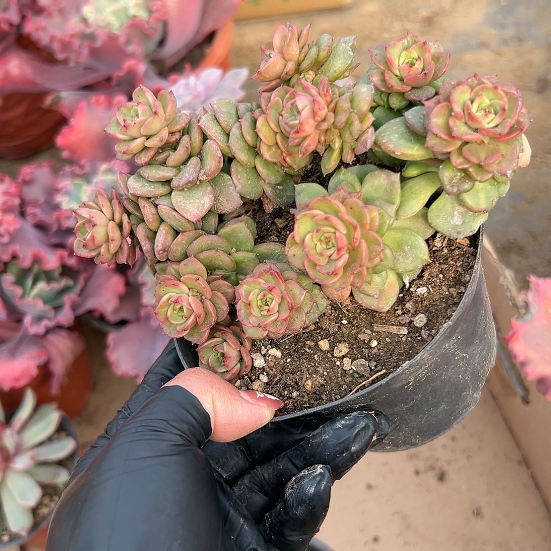 多肉植物多肉植物