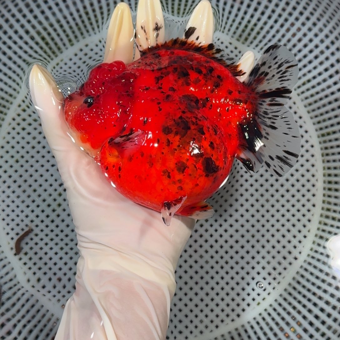 金鱼种鱼级别短尾将军狮子