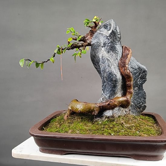 老***海无花朵王发忠附石盆景